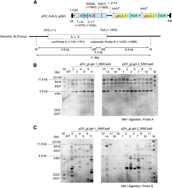 Figure 6.