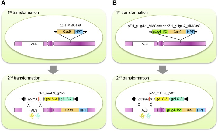 Figure 1.