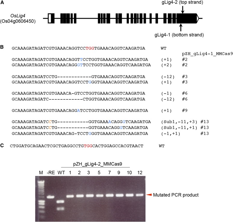 Figure 7.