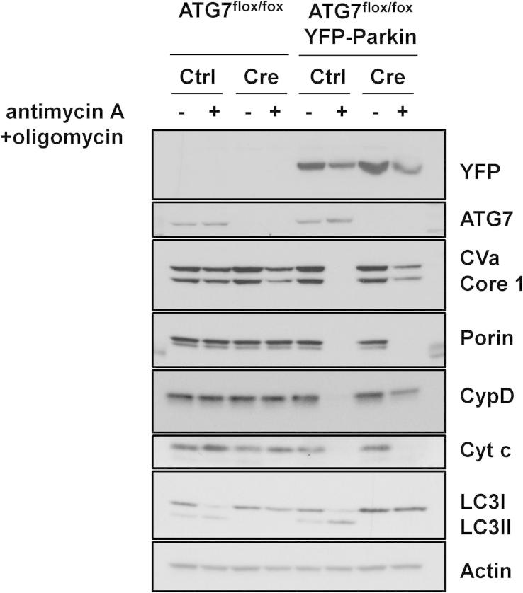 Fig. 5