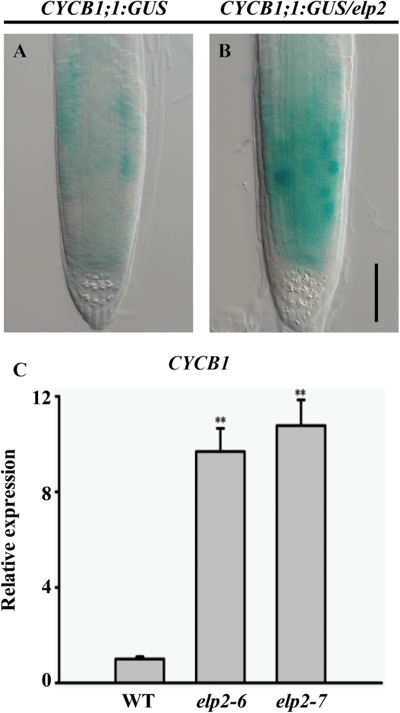 Fig. 5.