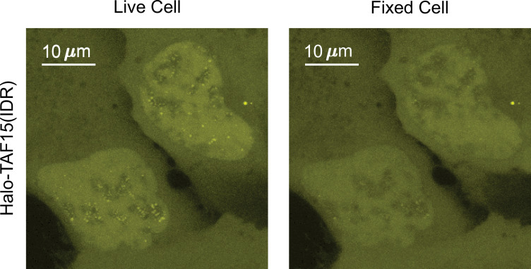 Figure 2—figure supplement 1.