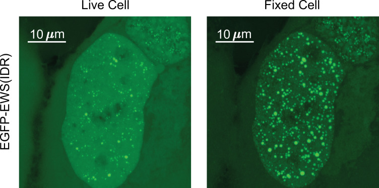 Figure 1—figure supplement 1.