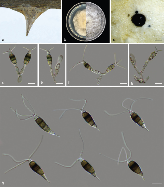 Fig. 11