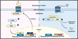 Image, graphical abstract