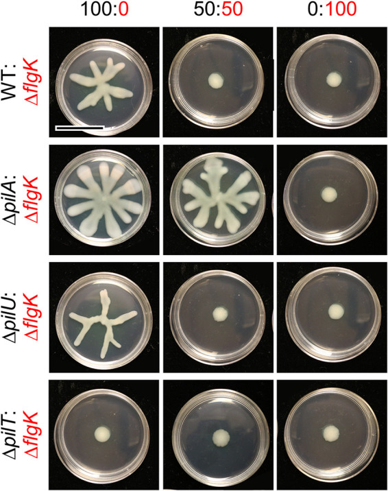 FIG 2