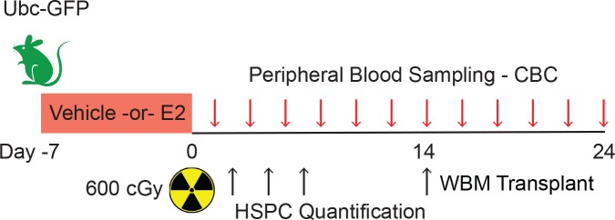 Figure 2—figure supplement 1.