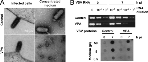 FIG. 6.