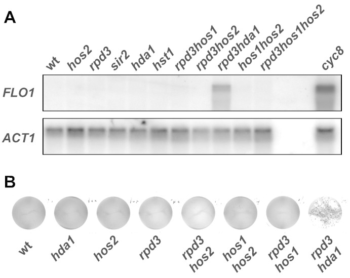 Fig. 5