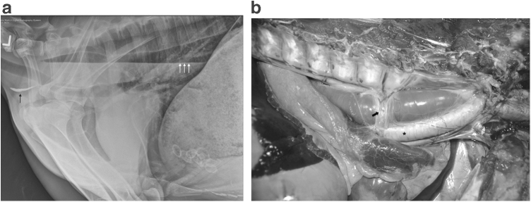 FIG. 1.