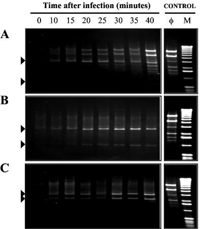 FIG. 6.