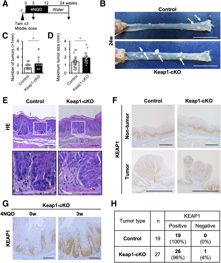 Figure 13