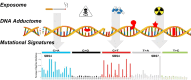 Graphical Abstract