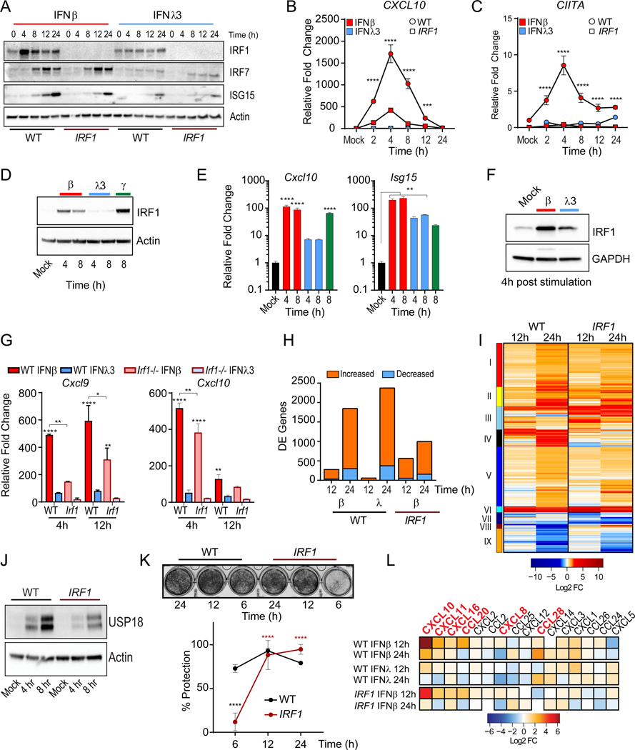 Differential activation of the transcription factor IRF1 underlies the ...