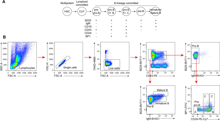 Figure 5—figure supplement 1.