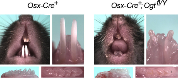 Figure 1—figure supplement 1.