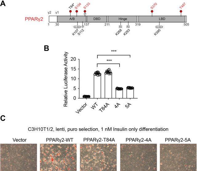 Figure 4—figure supplement 3.