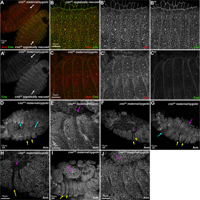 Fig 14