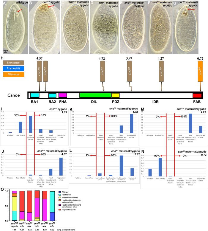 Fig 13
