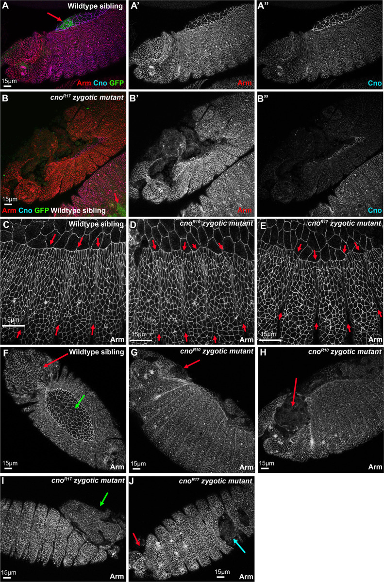 Fig 12