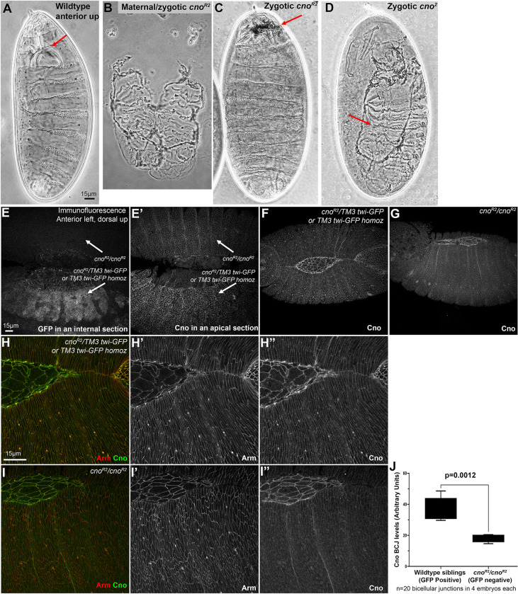 Fig 8