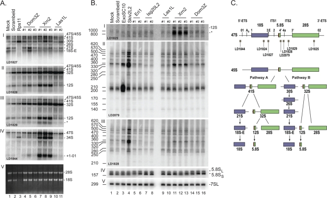 Fig 10