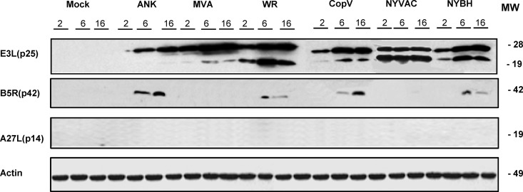 FIG 2