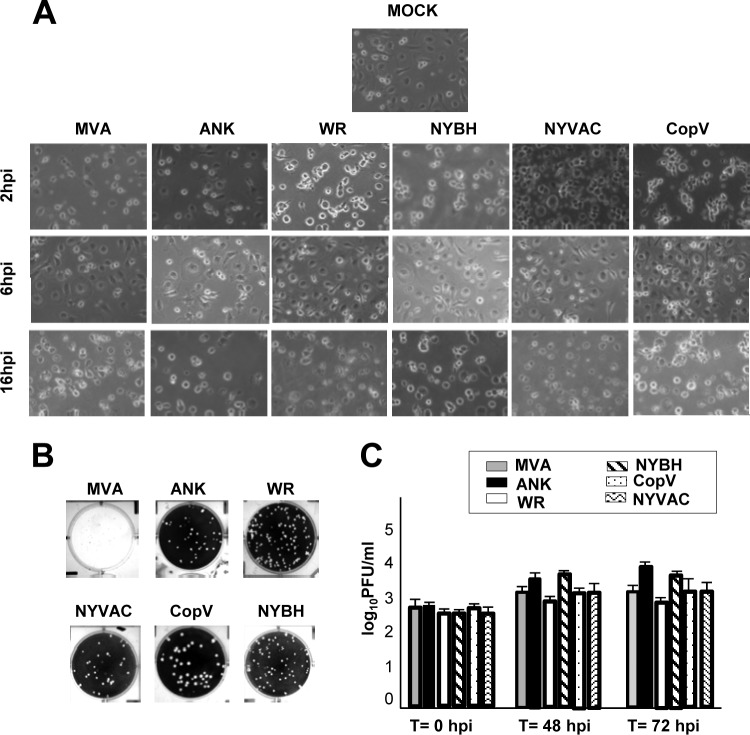 FIG 1