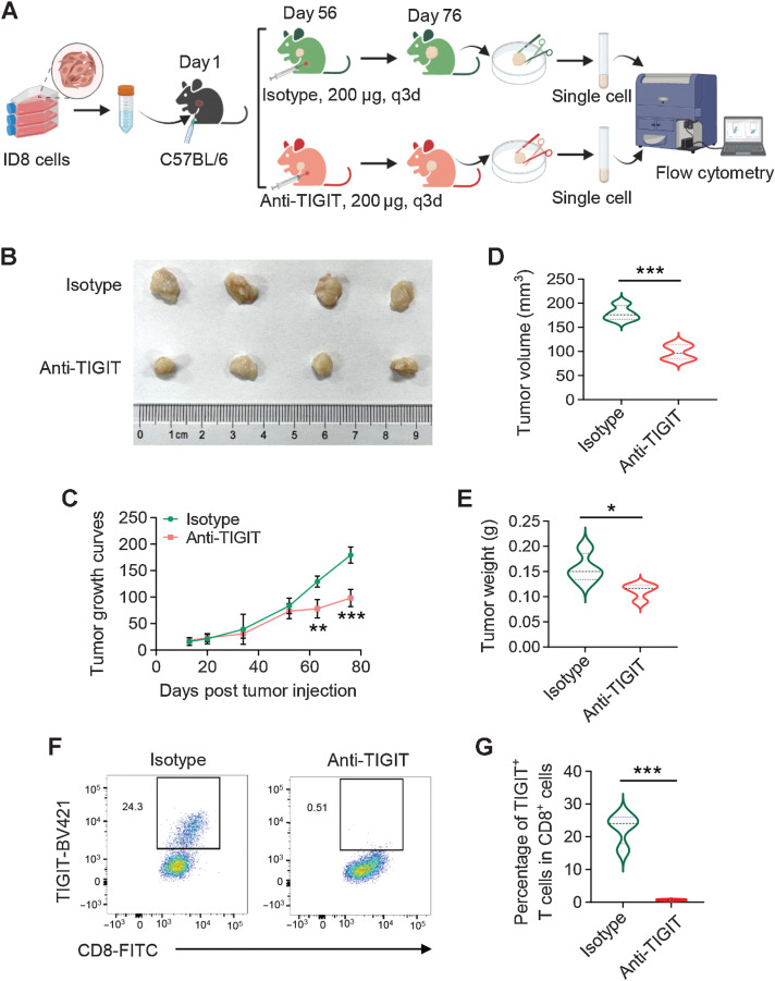 Figure 6. Blockade of TIGIT inhibits tumor growth in syngeneic mice. A, Workflow showing the experimental process of the animal study. B, C57BL/6 mice were subcutaneously injected with ID8 cells (5 × 106 per mouse) and treated with 200 μg anti-TIGIT or isotype-matched control antibody via intraperitoneal injection as indicated. Tumor growth curves (C), tumor volume (D), and tumor weight (E) at the endpoint were measured. *, P < 0.05; **, P < 0.01; ***, P < 0.001. F and G, Frequency of TIGIT+-CD8+ T cells from tumors in anti-TIGIT or isotype-matched control antibody treated mice by flow cytometry. Data are mean ± SD (n = 4 mice/group). ***, P < 0.001.