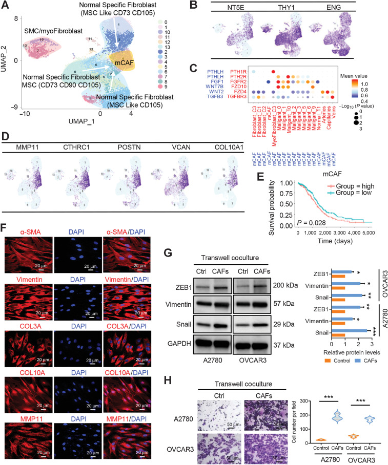 Figure 3. Fibroblast clusters in nonmalignant ovarian tissues and HGSOC tumors. A, UMAP plot with clusters demarcated by colors demonstrating 14 distinct clusters based on gene expression differences for 13,201 fibroblasts. B, UMAP plot color coded for the expression (blue to purple) of marker genes for the clusters of nonmalignant fibroblasts as indicated. C, Dot plot of the cross-compartment chemokine ligand and corresponding chemokine receptor expression by the cell type of the mCAF and TME. The color intensity of each dot represents the mean scran-normalized expression across all patients. The size of dots indicates the proportion of cells that express a gene relative to the total number of cells in that cell type. D, UMAP plot color coded for the expression (blue to purple) of marker genes for the mCAFs. E, Kaplan–Meier OS curves of patients with TCGA HGSOC grouped by the top 10-gene signature of mCAF markers. P values were calculated by a log-rank test. F, IF staining of α-SMA, vimentin, COL3A, COL10A, and MMP11 in primary CAFs derived from HGSOC ascites. G, Protein expression levels of mesenchymal biomarkers including ZEB1, vimentin, and snail were analyzed in ovarian cancer A2780 and OVCAR3 cells alone or transwell cocultured with primary CAFs by Western blot analysis. The protein expression levels were normalized with GAPDH. The normalized value of the control group was set to 1, and the relative protein levels of the sample group are shown as mean ± SD. The results were averaged from three independent experiments. H, Representative images for the invasion analysis of A2780 and OVCAR3 cells alone or transwell cocultured with primary CAFs. Data are mean ± SD from three independent experiments. *, P < 0.05; **, P < 0.01; ***, P < 0.001.