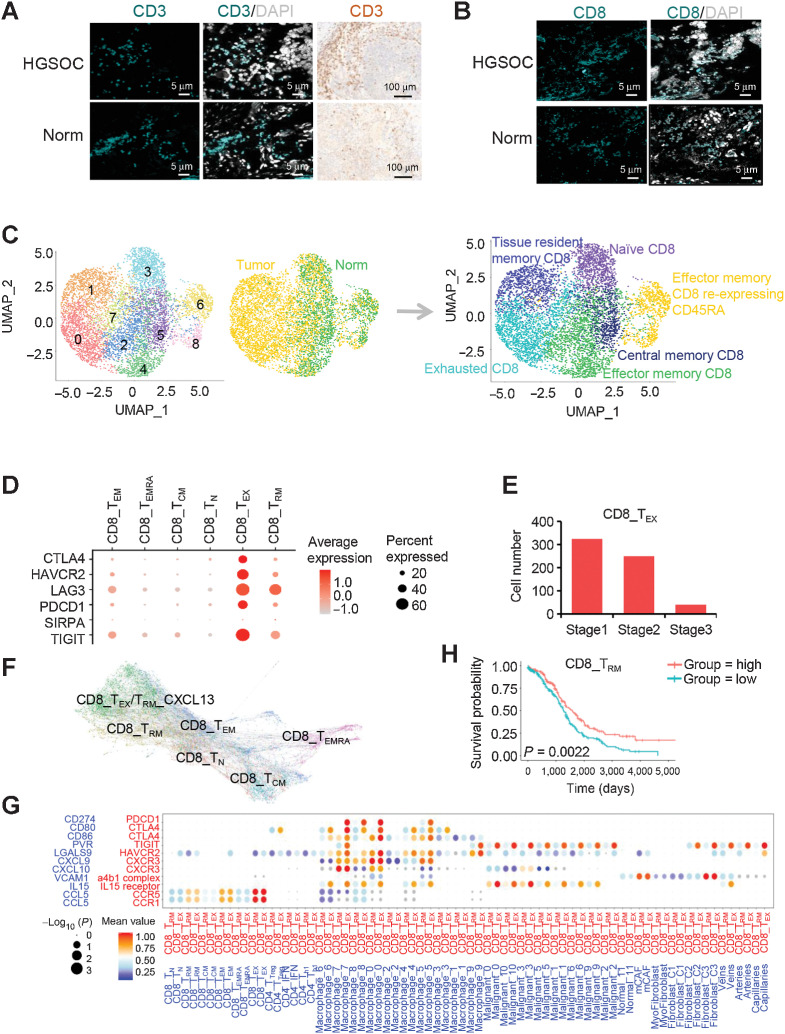 Figure 5. Cell clustering and functional annotation of CD8+ T cells in HGSOC and nonmalignant ovarian tissues. A, Detection of CD3 (green) in T cells by IF staining in HGSOC and nonmalignant ovarian tissues. Nuclei were stained with DAPI (gray). The validation of CD3 was also confirmed by IHC. B, Detection of CD8 (green) in T cells by IF staining in HGSOC and nonmalignant ovarian tissues. Nuclei were stained with DAPI (gray). C, UMAPs of CD8+ T cells from all patients, colored by the identified cell subpopulations. D, Dot plot of the average expression of CTLA4, HAVCR2, LAG3, PDCD1, SIRPA, and TIGIT in CD8+ T-cell subpopulations. E, Bar plots showing the fraction of CD8+ TEX cells relative to the total CD8+ T count grouped by tumor stage. F, PAGA pseudospatial trajectory analysis of six colored CD8+ T-cell subclusters. G, Dot plot of the cross-compartment chemokine ligand and corresponding receptor expression by cell type of the CD8+ TRM /TEX and TME. H, Kaplan–Meier survival curves for OS from n = 373 primary HGSOCs showing significant prognostic separation according to the CD8+ TRM marker gene signature derived from single-cell data. Log-rank P values are shown.