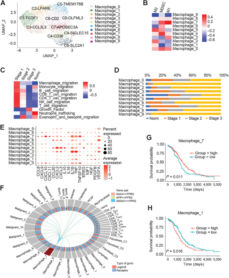 Figure 4. Characteristics of macrophages in different tumor stages. A, UMAPs of macrophages from all patients, colored by the identified cell subpopulations. B, Heatmap depicting the gene enrichment for classical cell types M1, M2, and MDSCs in comparison with the macrophage subclusters. C, Heatmap showing differentially activated pathways of each clinical stage in the HGSOC and nonmalignant groups. D, Macrophage cell-type fractions relative to the total macrophage cell count in each clinical stage group. Each stacked bar represents a cluster for which the total macrophage cell count was scaled to 1. E, Dot plots showing the expression levels of specific chemokine genes in each macrophage cluster. F, Model of the cross-compartment chemokine ligand-receptor interactions between macrophage_7 and the TME. OS for patients further stratified according to macrophage_7 (G) and macrophage_1 (H) signature expression. Log-rank P values are shown.