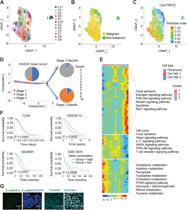 Figure 2. Differential gene expression signatures and impact of EMT-associated genes on HGSOC tumors. A, UMAP plot with clusters demarcated by colors demonstrating 12 distinct clusters based on gene expression differences for 14,636 epithelial cells passing quality control. B, The UMAP plot demarcated by colors showing the two groups of HGSOC tumors (malignant) and nonmalignant ovarian tissues. C, CytoTRACE analysis of epithelial cells. D, Pseudotime analysis of malignant epithelial cells inferred by Monocle2. Each point corresponds to a single cell. Cluster and stage information is shown. E, The differentially expressed genes (rows) along the pseudotime (columns) were hierarchically clustered into three subclusters. The representative annotated pathways of each subcluster are provided. F, The combination of NOTCH1, SNAI2, WNT11, and TGFBR1 expression was associated with worse patient OS in TCGA HGSOC cohort, GSE26712 HGSOC cohort, GES9891 serous ovarian cancer cohort, GSE13876 serous ovarian cancer cohort, respectively. P values were calculated by a log-rank test. G, IF staining with anti-E-cadherin and vimentin antibodies in HGSOC tissue sections.