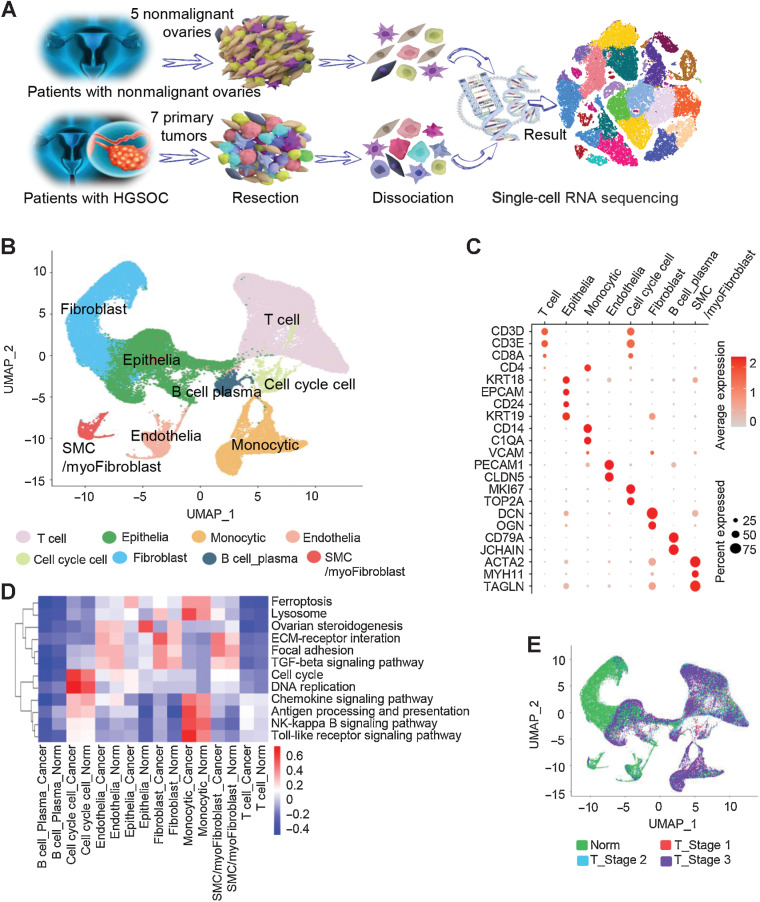 Figure 1. Diverse cell types in HGSOC and nonmalignant ovarian tissues delineated by single-cell transcriptomic analysis. A, Workflow depicting the collection and processing of specimens of HGSOC tumors and nonmalignant ovarian tissues for scRNA-seq. B, The UMAP plot demonstrates the main cell types in HGSOC and control ovarian tissues. C, Dot plots showing the expression levels of specific marker genes in each cell type. The size of dots indicates the proportion of cells expressing the particular marker gene. The spectrum of color represents the mean expression levels of the marker genes. D, Heatmap showing differentially activated pathways of each cell type in the HGSOC and nonmalignant groups. E, Cell composition distribution for each group with different clinical stages.