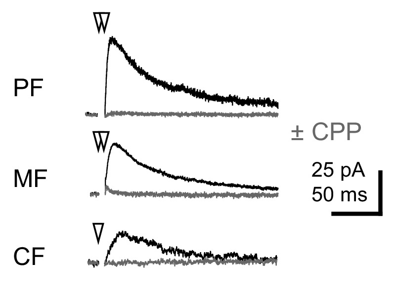 Figure 1—figure supplement 2.