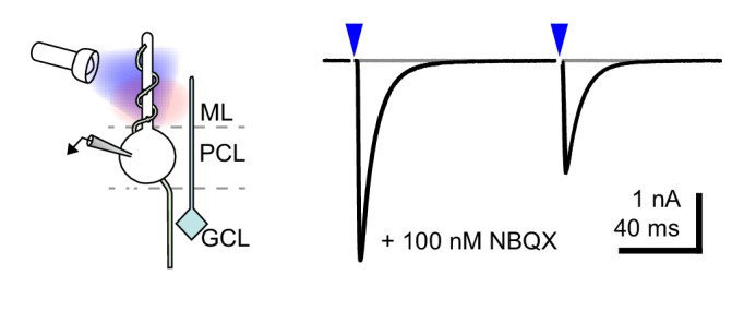 Figure 2—figure supplement 1.