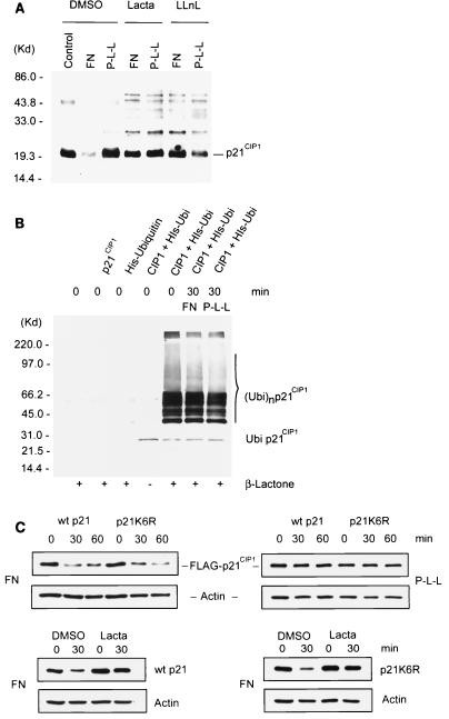 FIG. 5.