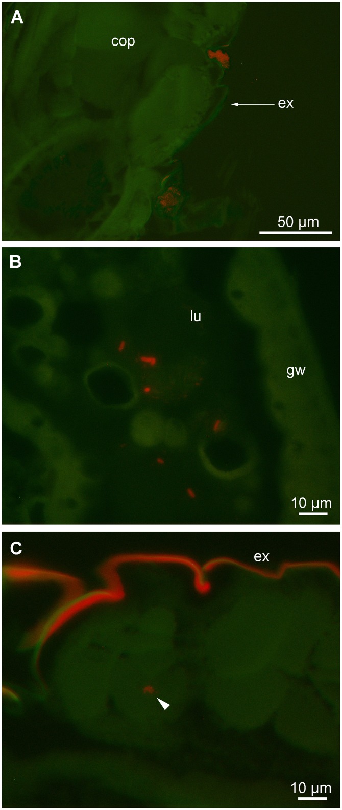 Fig 2