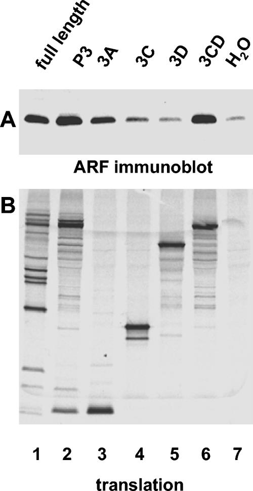 FIG. 5.