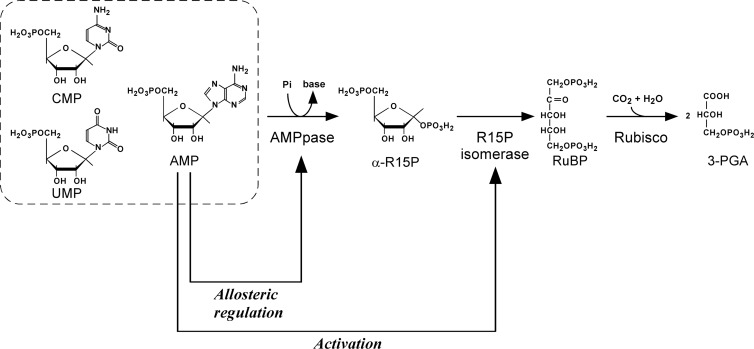 Fig 5