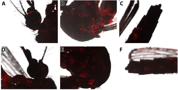 Fig 6