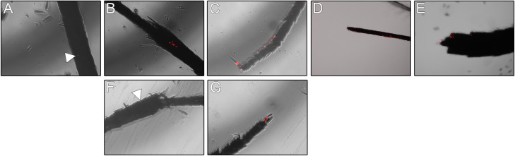 Fig 4