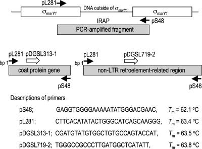 FIG. 1.