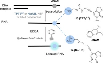 Scheme 6