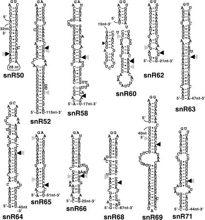 FIGURE 1.