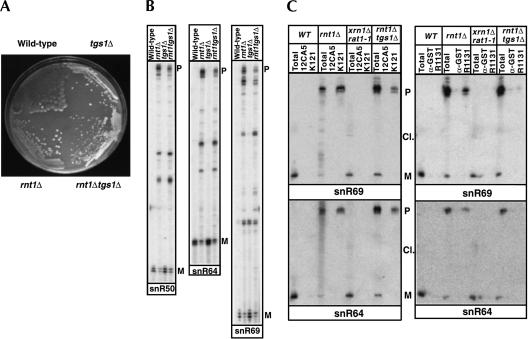 FIGURE 4.