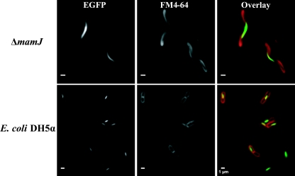 FIG. 5.