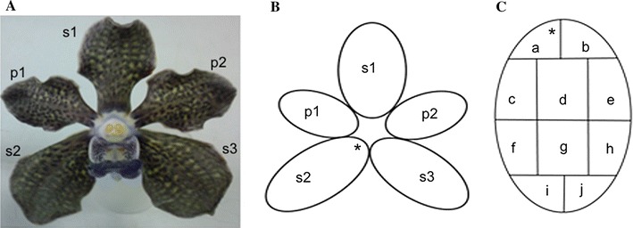 Fig. 1