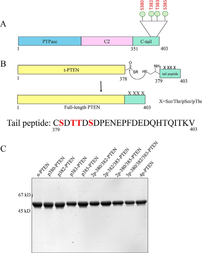 FIGURE 1.