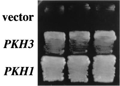 FIG. 7